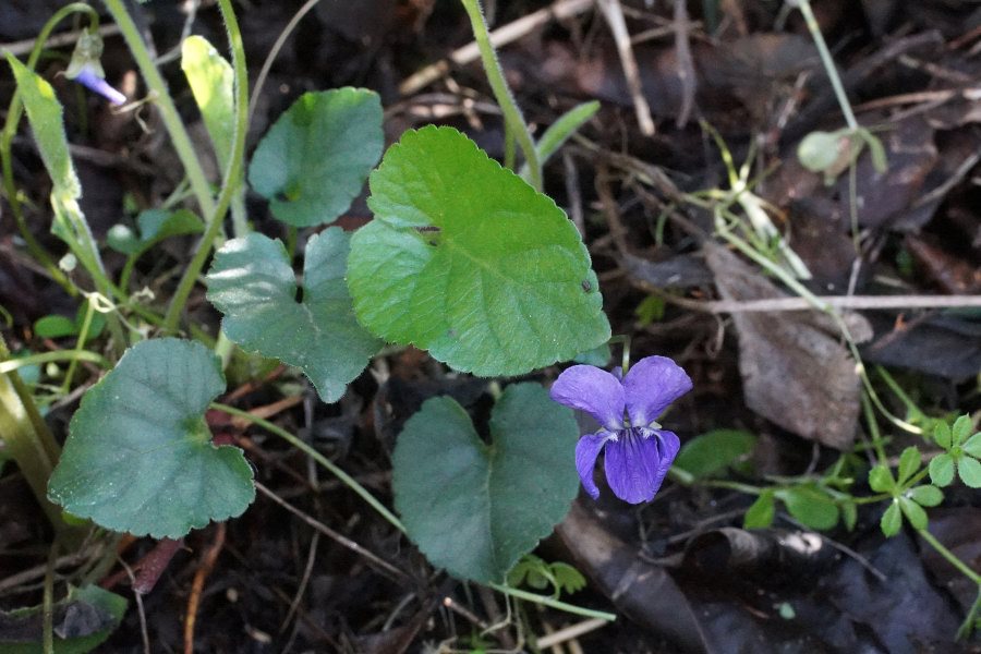 Viola alba susp. dehnartdi